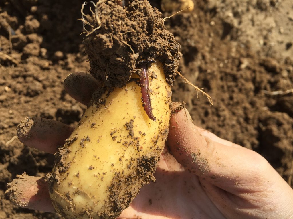 Pomme de terre tenue à la main avec un ver de terre à sa surface, dans une parcelle fraîchement ouverte