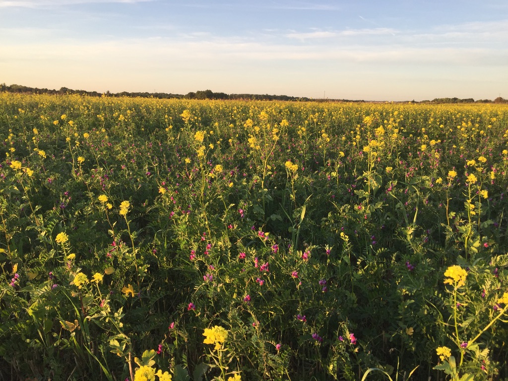 Couvert végétal multi-espèces en fleurs, jaunes et roses, au coucher du soleil