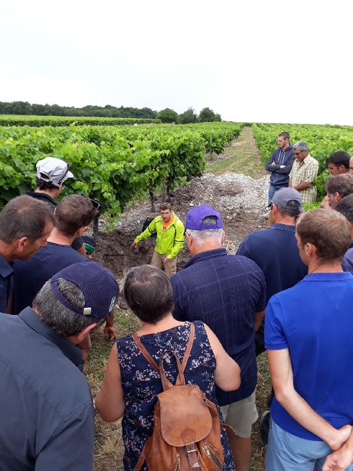 Groupe d'agriculteurs réuni autour d'un profil de sol ouvert dans un rang de vigne